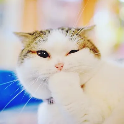 Cats | Kitties | Meaws ๐ฑ profile
