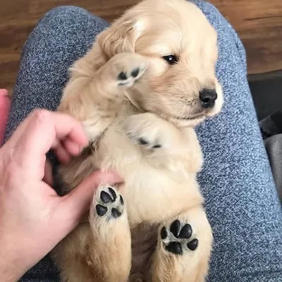 Cute Puppies Vibe®️ profile