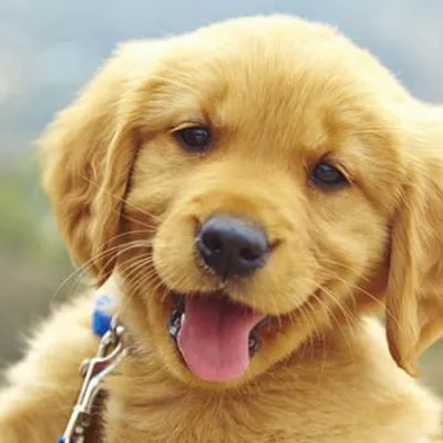 Cute Dogs profile