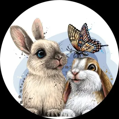 Bunny_Rabbit profile