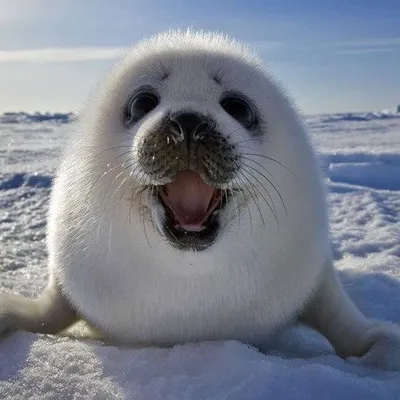 Cute Animals ๐ผ Dogs ๐ถ Cats ๐ profile