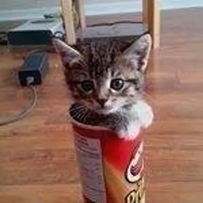 Cute Cats | Kittens profile