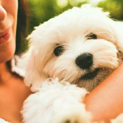 Puppies | Dogs | Pet Lovers ๐ profile