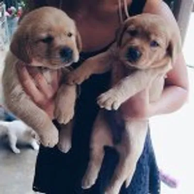 Puppies profile