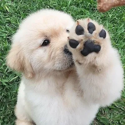 Cute Videos | Dogs profile