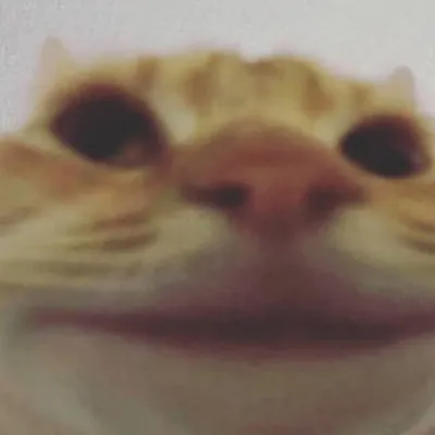 Cuurrsseedd /ᐠ◕◡◕ᐟ\ profile