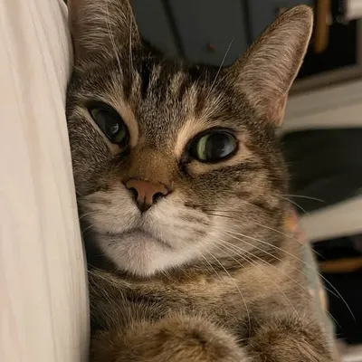 Cbell profile