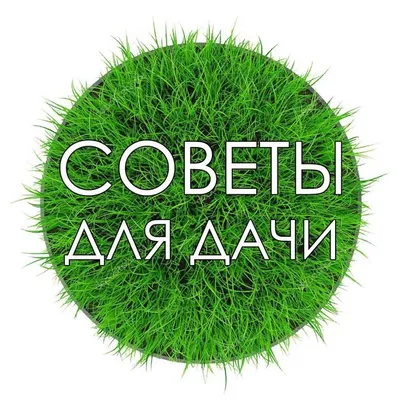 Дача, сад, огород, советы profile