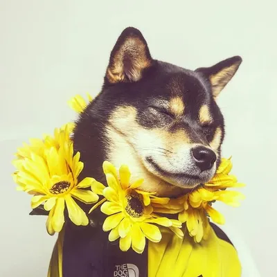 Dachi the Shiba ♀ profile