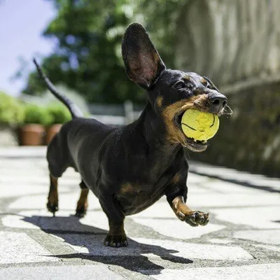 Dachshund Planet profile