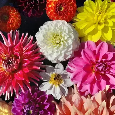 Dahlia Vereniging Heerde profile