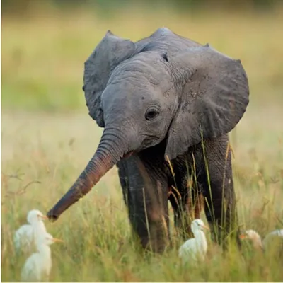 Animals Daily profile