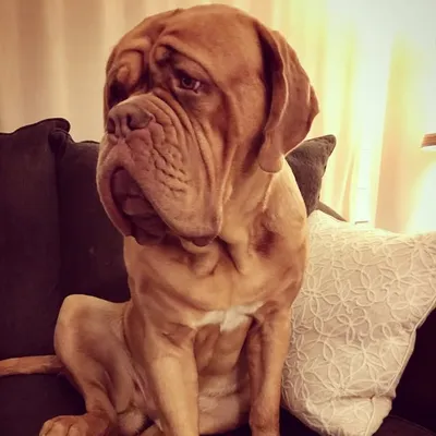 Watson profile