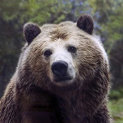 Your Daily Bear Dosis 🐻 profile