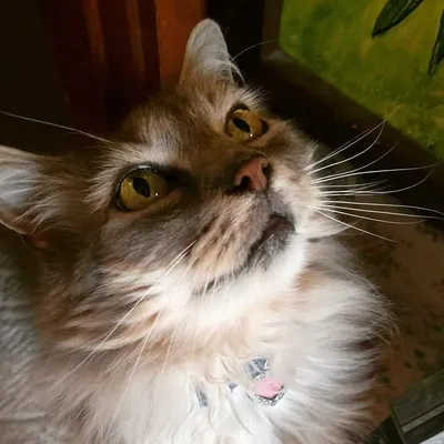 Ember profile