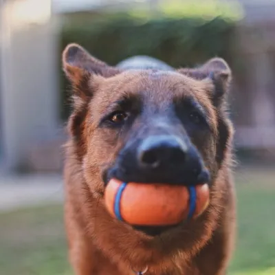 Xander | German Shepherd profile