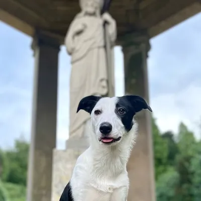 Daisy the Border Collie profile