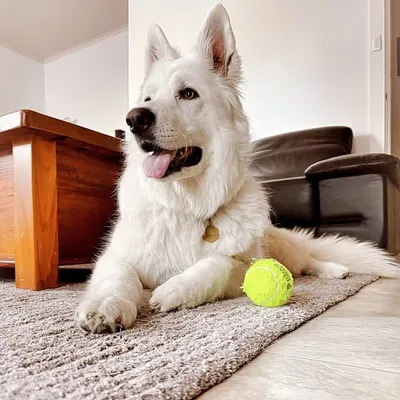 🏔️Daisy Whiteblossom & Maximus the white shepherds🏔️ profile