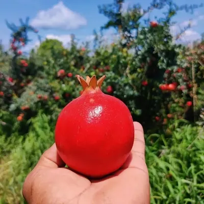 डाळिंब बागायतदार profile