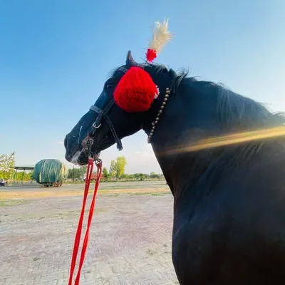 Nihang Singh profile