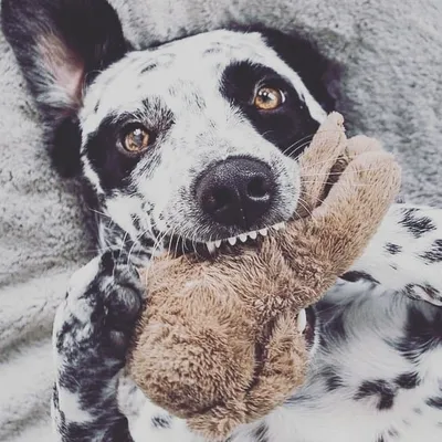 Dalmatian Homie profile