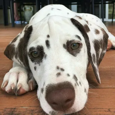 Dalmatian Lovers profile