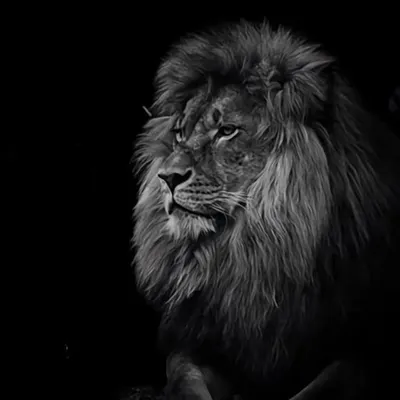 Singh 🦅 profile