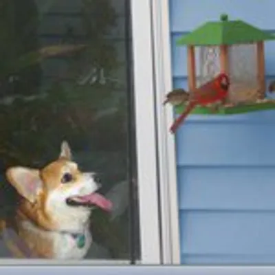 Danielle Alio Capparella profile