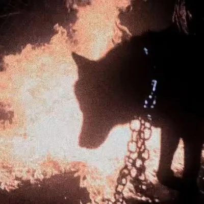 Danny Wolf ๐๏ธ profile