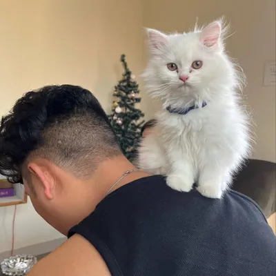 danpha profile