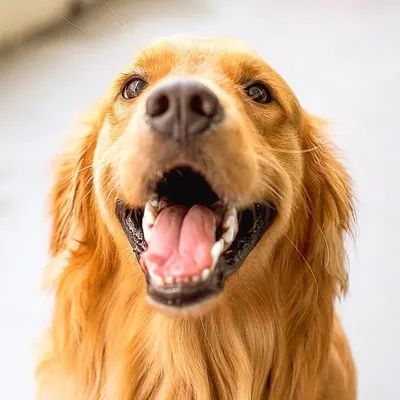 Dante El Perro Influencer🐾 profile