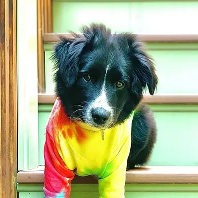 Dante the Aussie 🐶 profile