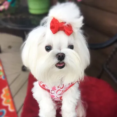 Daphne-The 4 Pound Maltese profile