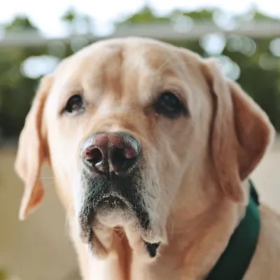 Darby The Golden Labrador profile
