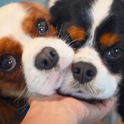 King Charles Cavalier Spaniels profile