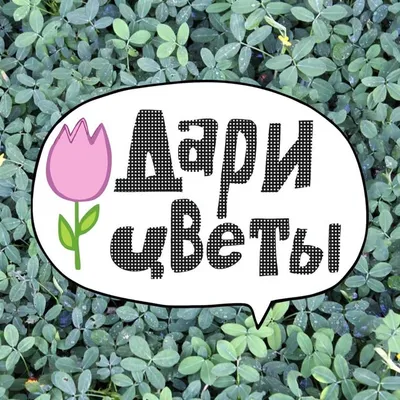 Дари Цветы Ставрополь profile
