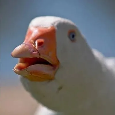Dolan Dark profile
