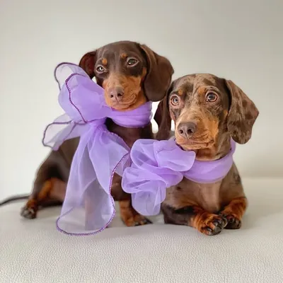 Lapka & Pippa | Dog friendly UK travel UGC profile