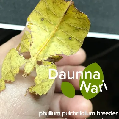 Daunna Nari profile
