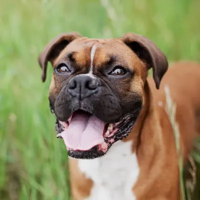 Dogs & Puppies profile