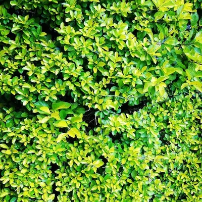 DawnOfGreenWorld profile