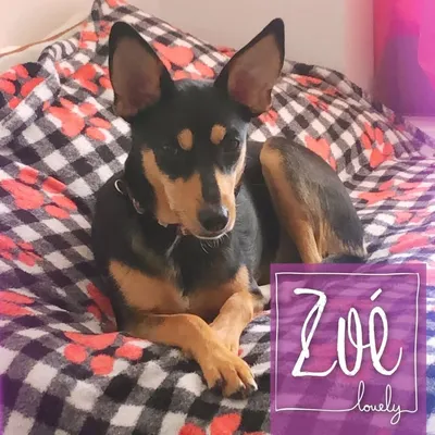Zoé Torreuro profile