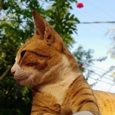 ᴅᴇᴀᴅᴩᴏᴏʟ profile