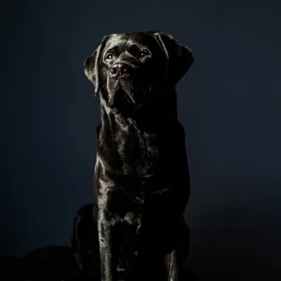 Dean Charles McShadow profile
