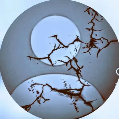 x๐d๐e๐e๐p๐00 profile
