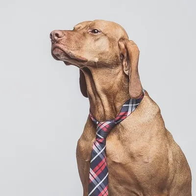 Demèny, vizsla profile