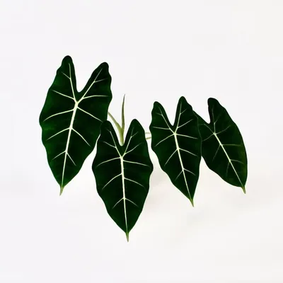 De Plantenbakker profile