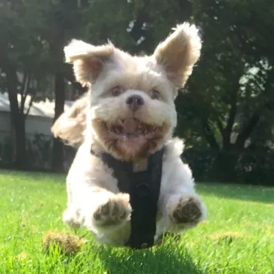 I'm Derp the Bullshiht ๐ถ profile