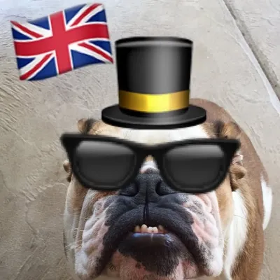 Winston the English Bulldog ๐ต๐ถ profile
