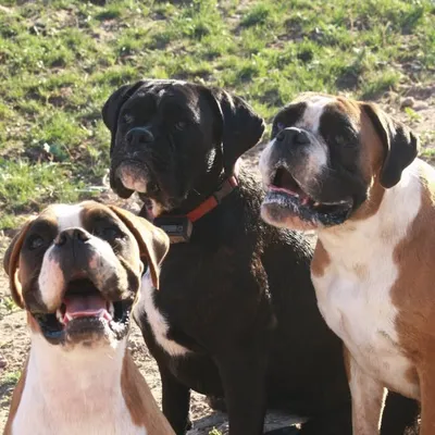 Desert Euro Boxers profile